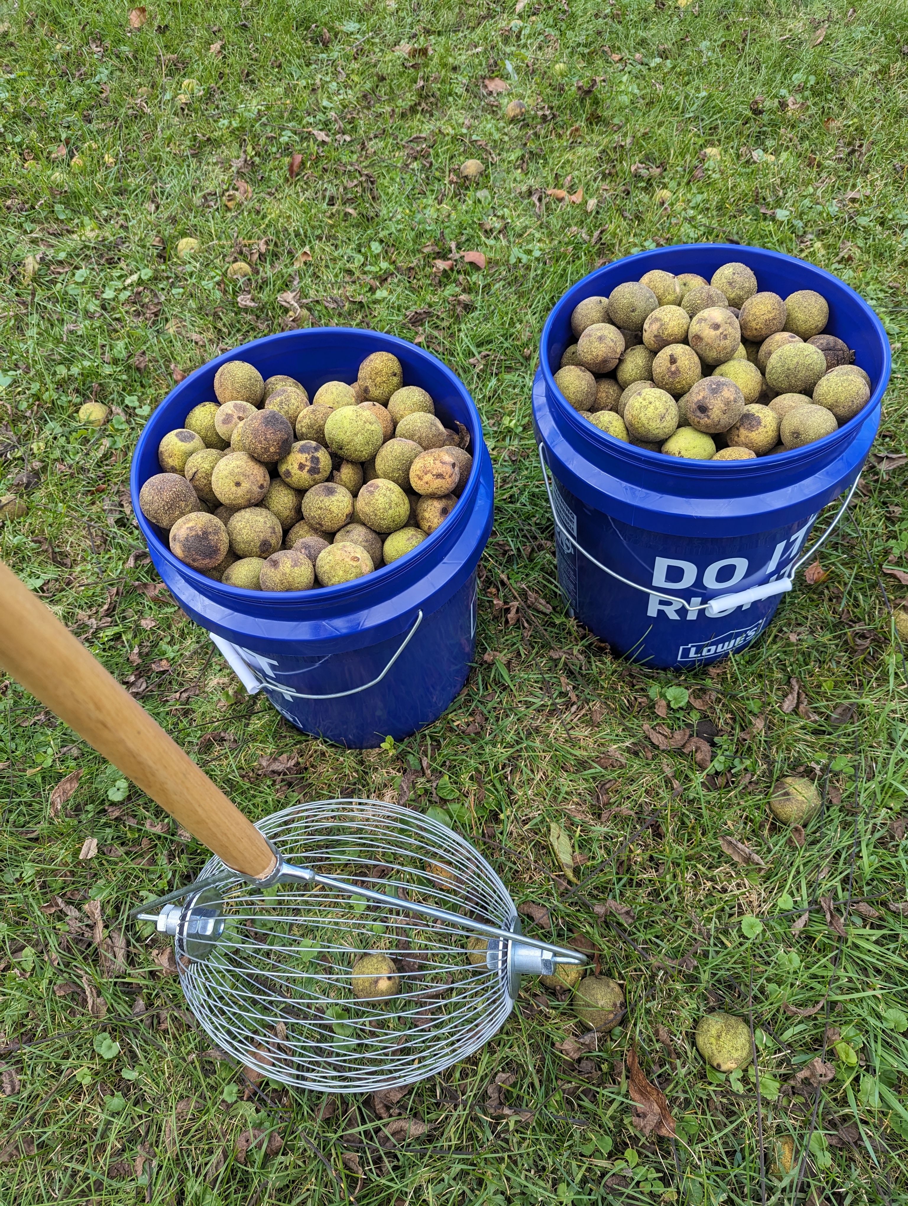 A Nut Wizard with two blue buckets filled with black walnuts