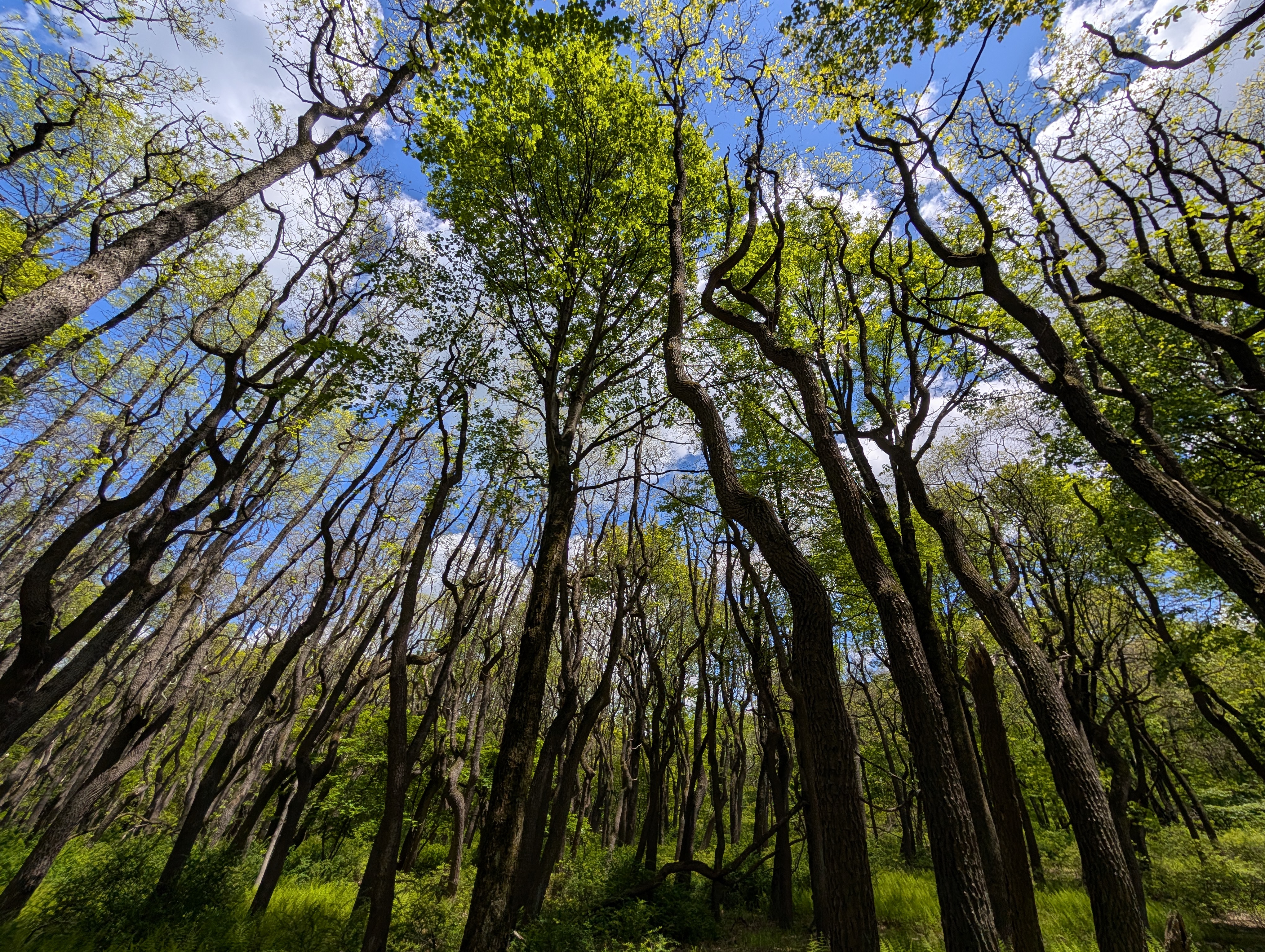 A forrest of curved trees.